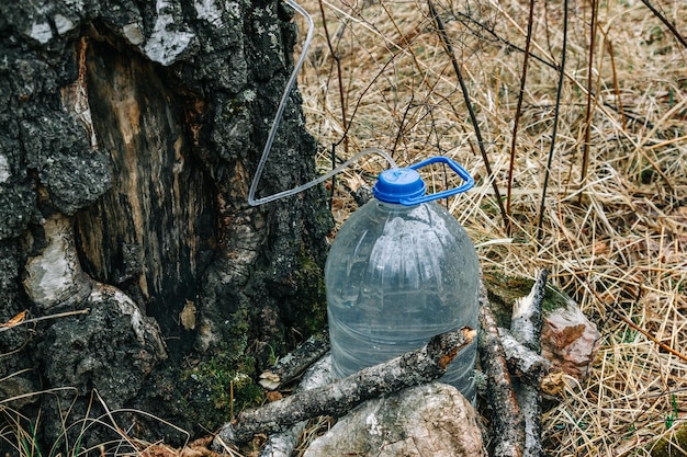 Przemysłowa zbiórka soku brzozowego w wiosennym lesie Sok brzozowy spływa do plastikowej butelki Sok zbierający wiejską tradycję