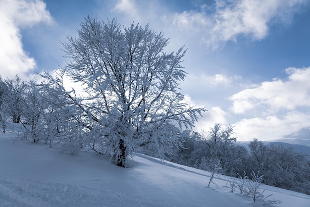 Przepiękne Karpaty pokryte wiecznie zielonymi lasami i śnieżnobiałym śniegiem są osłonięte potężnymi puszystymi chmurami