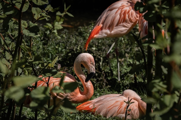 Zdjęcie przepiękne różowe flamingi odpoczywają w zielonym gąszczu