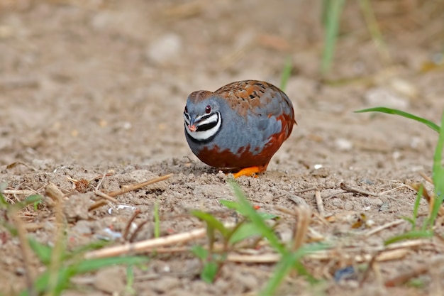 Przepiórka królewna Przepiórka niebiesko-piersiowa Coturnix chinensis Beautiful Male Birds of Thailand