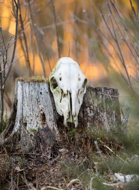 Zdjęcie przerażająca czaszka zwierzęcia w lesie wiosennym szkielet jelenia na leśnej podłodze krąg życia