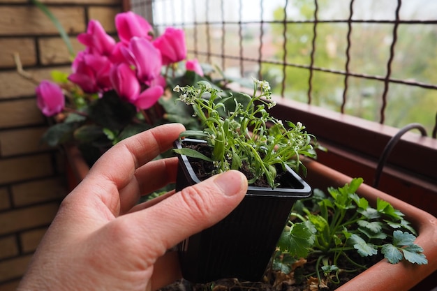 Przesadzanie alyssum z plastikowej doniczki do skrzynki na kwiaty na balkonie Kobieta trzyma sadzonki Alyssum to rodzaj ponad stu gatunków roślin kwiatowych z rodziny Brassicaceae