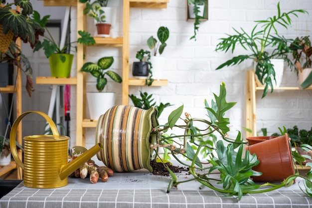 Przesadzanie rośliny domowej Philodendron do nowej doniczki we wnętrzu domu Pielęgnacja rośliny doniczkowej bryła ziemi z korzeniami rozmieszczenie sprzętu ogrodniczego na stole