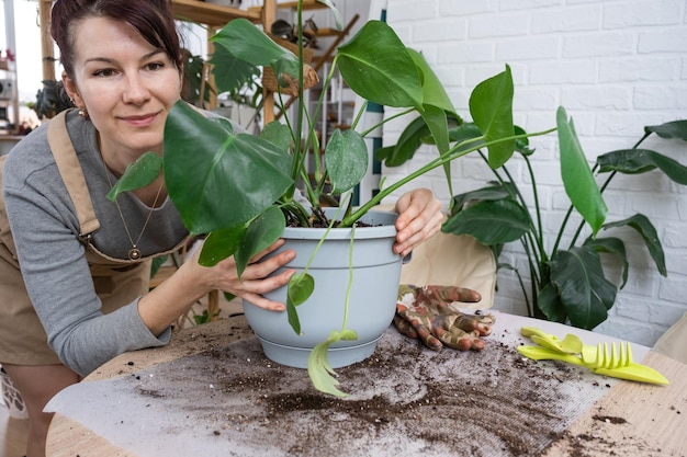 Przesadzanie rośliny domowej Philodendron Monstera deliciosa do nowej doniczki we wnętrzu domu Dbanie o zbliżenie rąk rośliny doniczkowej