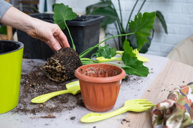 Przesadzanie rośliny domowej Philodendron ShangriLa do nowej doniczki we wnętrzu domu Dbanie o zbliżenie rąk rośliny doniczkowej