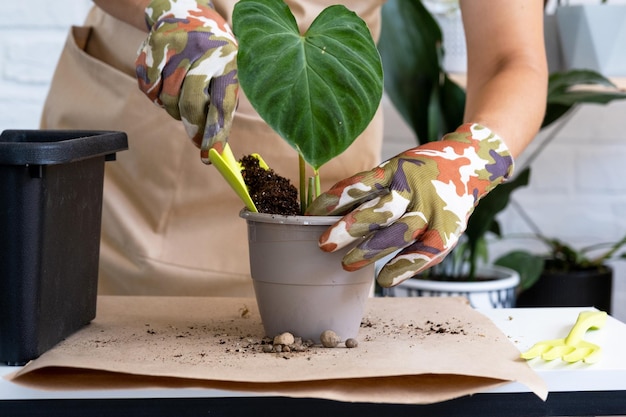 Przesadzanie rośliny domowej Philodendron verrucosum do nowej większej doniczki we wnętrzu domu Dbanie o zbliżenie rąk rośliny doniczkowej