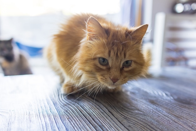 Przestraszony rudy kot siedzący na stole w miejskim mieszkaniu