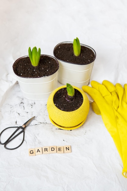 Przeszczep cebulki hiacyntowe do nowych doniczek na tle narzędzi ogrodniczych żółte rękawiczki Napis na ogród