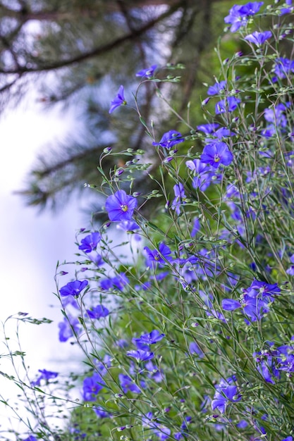 Przetargowe niebieskie kwiaty lnu z bliska Naturalne tło