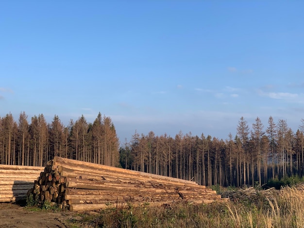 Zdjęcie przetarte pnia drzew na wsi w republice czeskiej