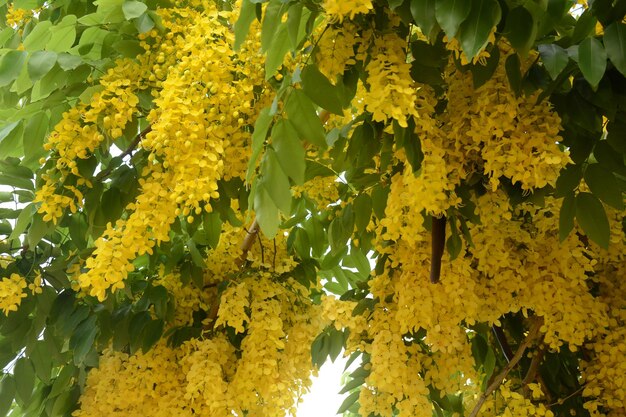 Przetoka Cassia, potocznie zwana złotym deszczem, kasją oczyszczającą, indyjskim złotokiem lub drzewem budyniowym,