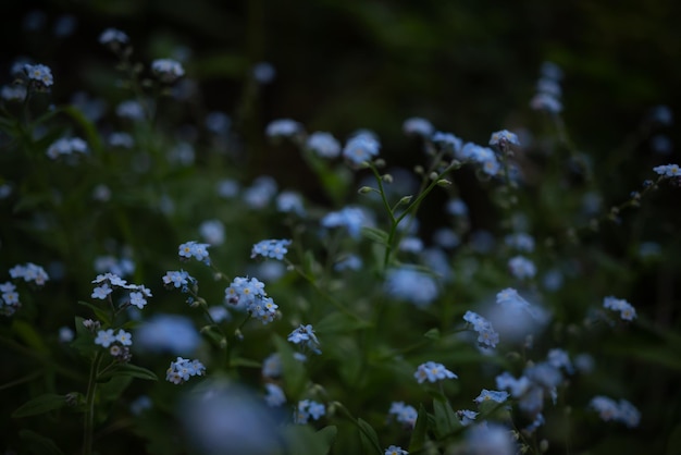 Przeważnie niewyraźne niebieskie kwiaty na tle zielonych liści Drewno Forgetmenot kwiaty Letnia natura tapety Wieczorne światło niebieskiej godziny