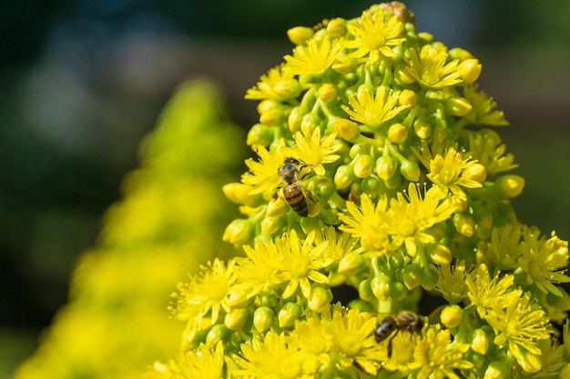 Przeznaczone do walki radioelektronicznej pszczoły na Solidago virgaurea Nawłoć europejska lub rana