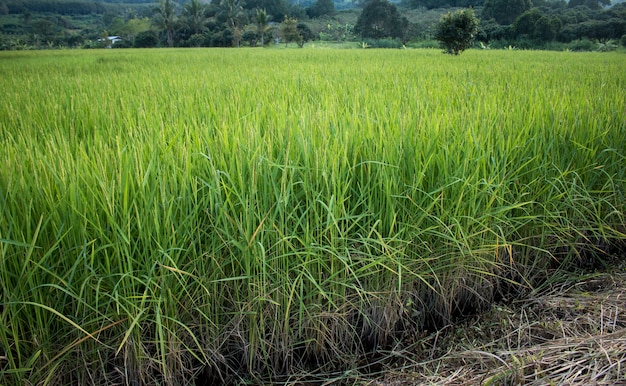 Przeznaczone do walki radioelektronicznej ryżu spike w polach ryżowych na autum