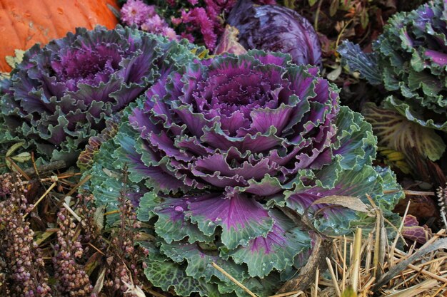 Przeznaczone do walki radioelektronicznej świeżych liści roślin dekoracyjne kapusta purpurowa Brassica oleracea Zdrowie organicznych warzyw