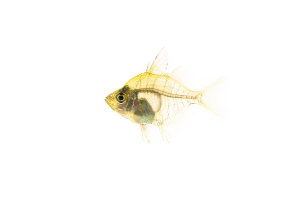 Zdjęcie przezroczysta szklana ryba na białym tle