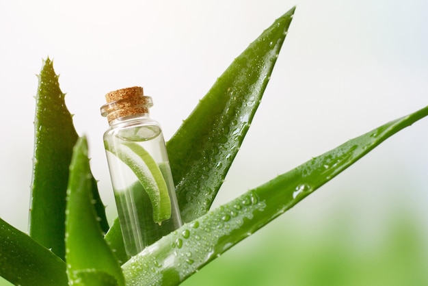 Przezroczysty słoik kosmetyczny z żelem i kawałkami liści aloesu Aloe Vera Zbliżenie