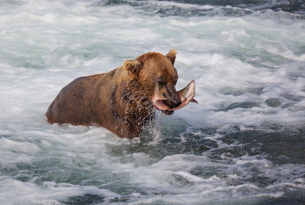 Przybrzeżne niedźwiedzie grizzly łowią w Parku Narodowym Katmai na Alasce.