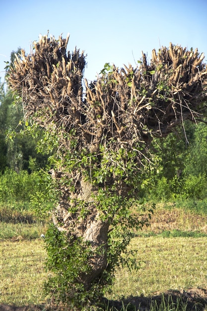 Przycięta korona drzewa dla wzrostu