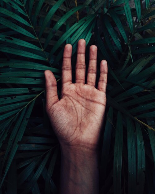 Zdjęcie przycięta ręka człowieka na liściach