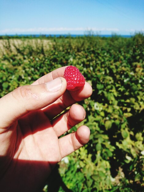 Przycięta ręka kobiety trzymającej maliny na farmie