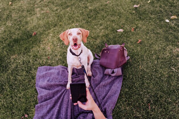 Zdjęcie przycięta ręka osoby fotografującej psa siedzącego na trawie