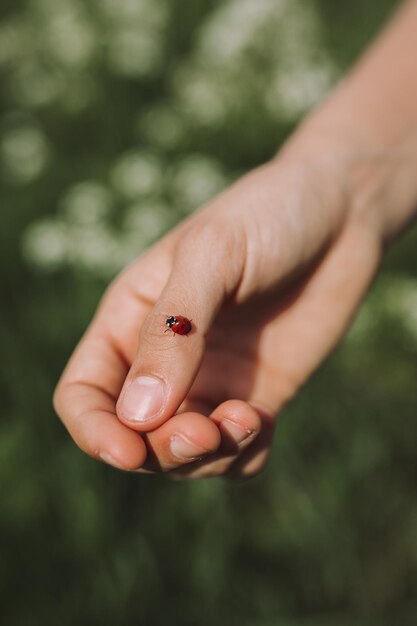 Zdjęcie przycięta ręka osoby z żabą