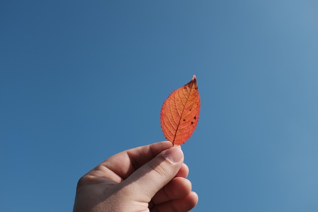 Zdjęcie przycięta ręka trzymająca jesienny liść na tle jasnego niebieskiego nieba