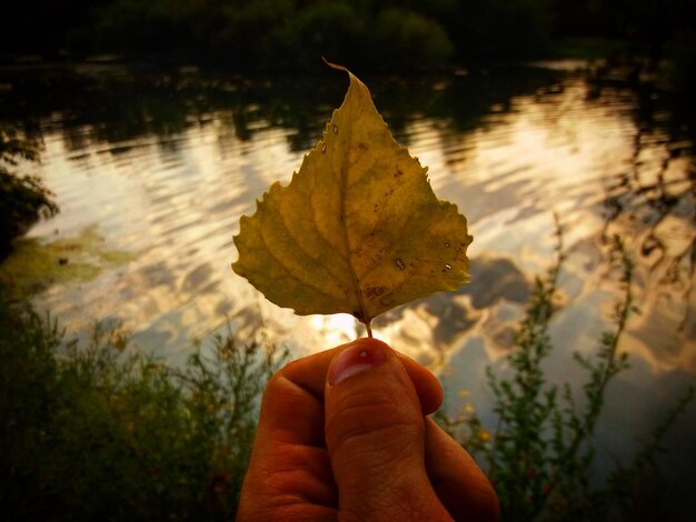 Zdjęcie przycięta ręka trzymająca liść klonu przy jeziorze podczas zachodu słońca