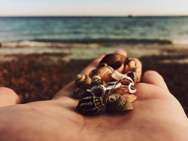 Przycięta ręka trzymająca muszle na plaży