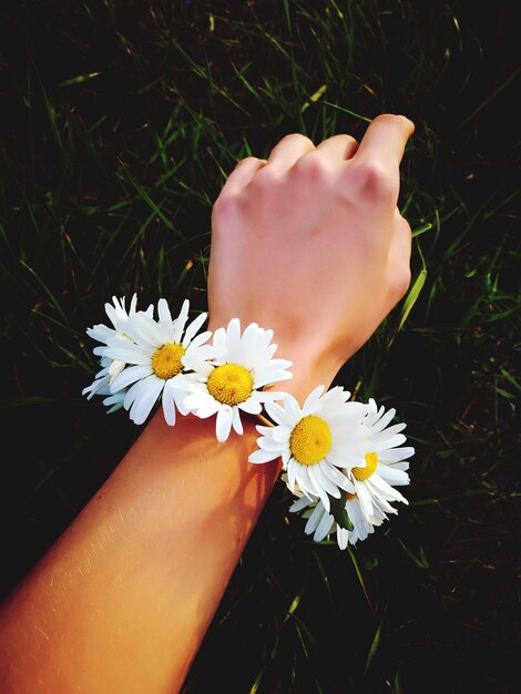 Zdjęcie przycięta ręka z białymi kwiatami