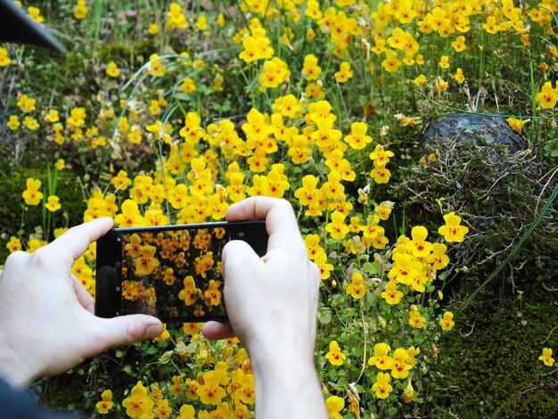 Zdjęcie przycięte ręce człowieka fotografującego telefonem komórkowym na tle żółtych kwiatów na lądzie