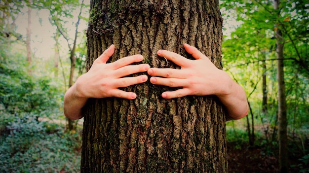 Zdjęcie przycięte ręce człowieka obejmującego pnia drzewa w lesie