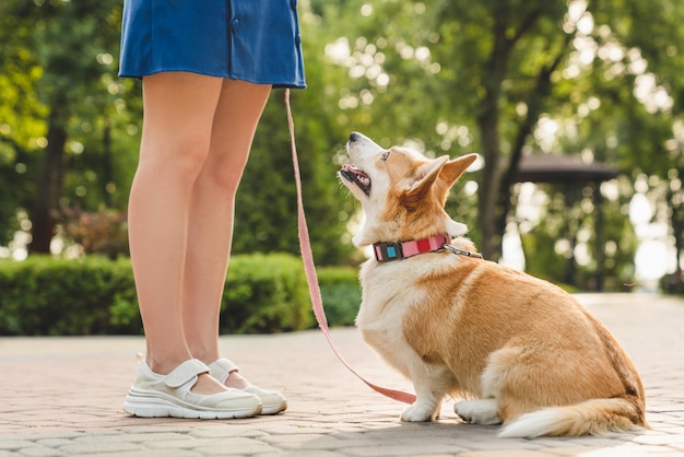 Przycięty obraz młodego właściciela gospodarza kaukazyjskiej dziewczyny, kobiety dającej rozkazy swojemu psowi welskiemu corgi na smyczy, spędzając czas razem podczas spaceru z zwierzęciem na świeżym powietrzu w parku miejskim