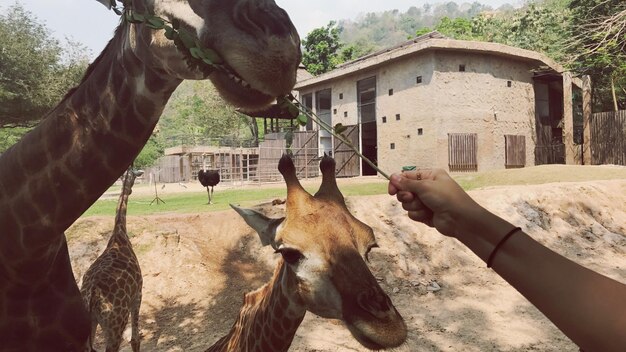 Zdjęcie przycięty obraz żyrafy karmiącej ręką