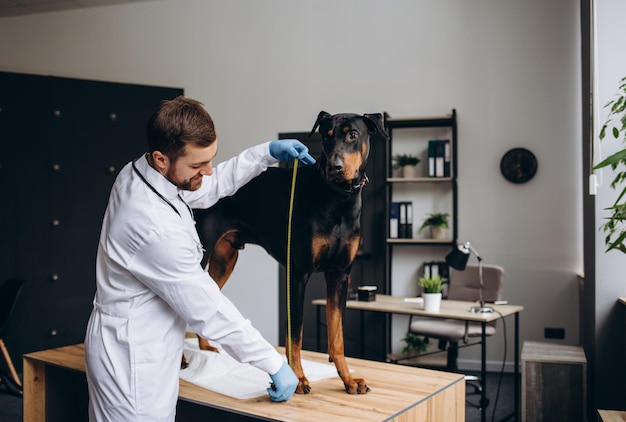 Przycięty portret dojrzałego lekarza weterynarii badającego uszy i słuch białego psa w klinice weterynaryjnej