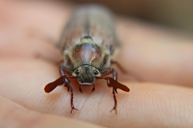 Przycięty ręcznie trzymający cockchafer