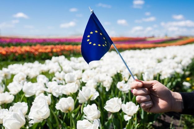 Przycięty widok człowieka trzymającego flagę Europy w pobliżu pola kolorowych tulipanów i błękitnego nieba z chmurami