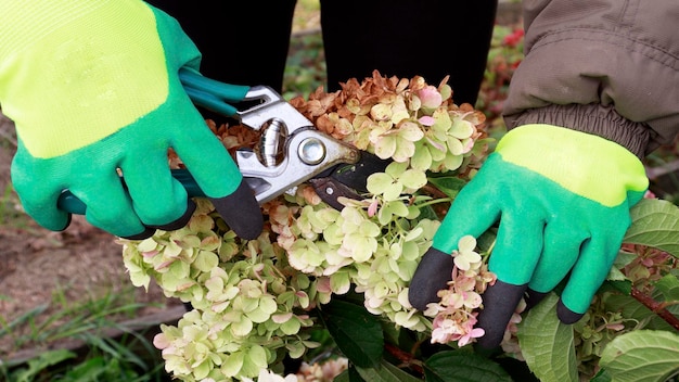 Przycinanie hortensji krzewiastej lub przycinanie sekatorem Ogrodnik w rękawiczkach do przycinania hortensji