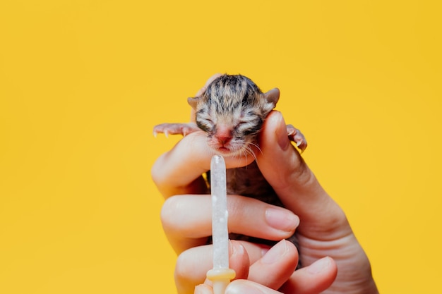 Przycinanie kobiety karmiącej noworodka pręgowanego kotka z mlecznożółtym tłem w studio