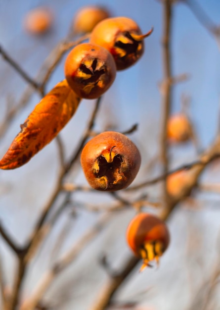 Przydatne owoce Mespilus germanica Medlar