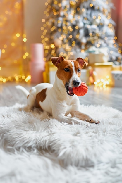 Przygotowując się na Boże Narodzenie Nowy Rok ozdobić psa bożonarodzeniowymi piłkami