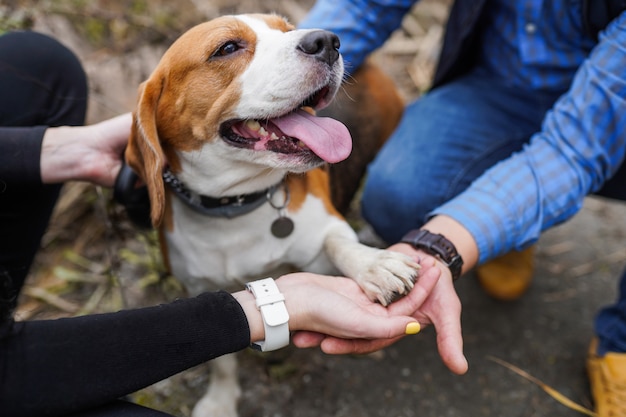 Przyjaźń Między Człowiekiem A Psem Beagle - Drżenie Ręki I łapy