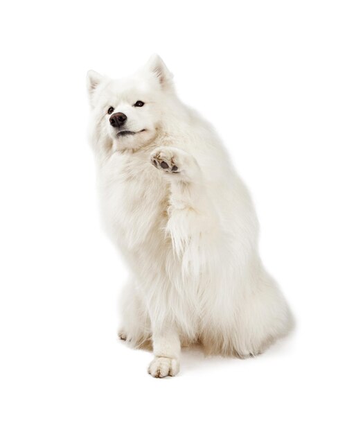 Przyjazny pies Samoyed drżący łapą