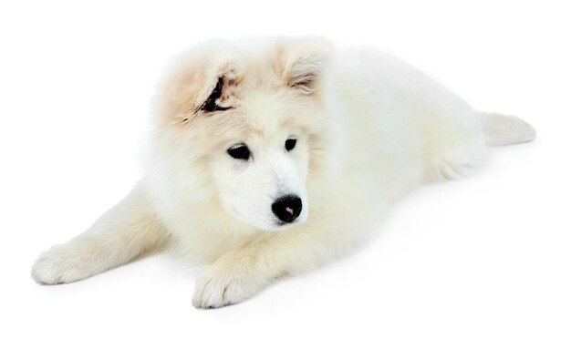 Przyjazny pies Samoyed leżący na białym tle
