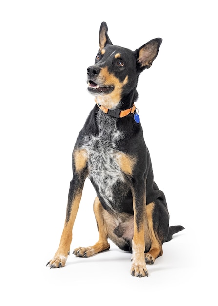 Przyjazny szczęśliwy pies Doberman Pinczer siedzi