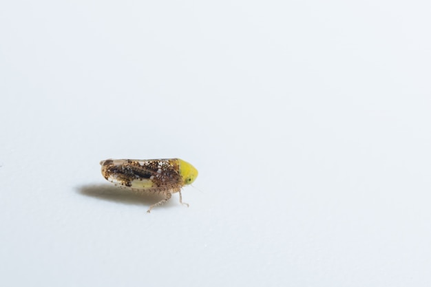 Przyjrzyj się Leafhopper.