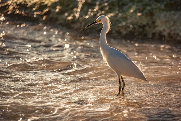 Przykład Bubulcus Ibis w pobliżu morza na plaży na Dominikanie