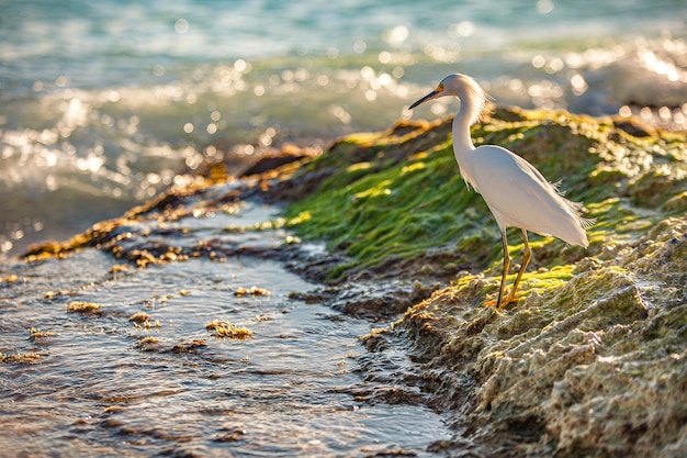 Przykład Bubulcus Ibis W Pobliżu Morza Na Plaży Na Dominikanie