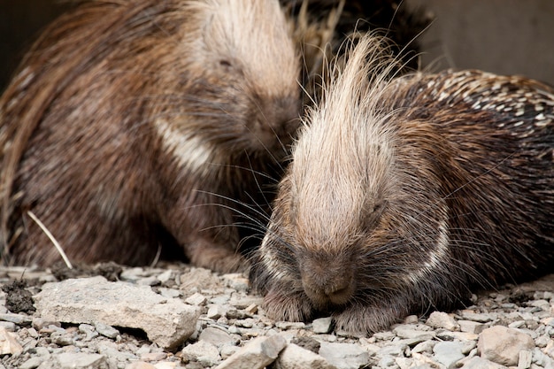 Przylądek Porcupine